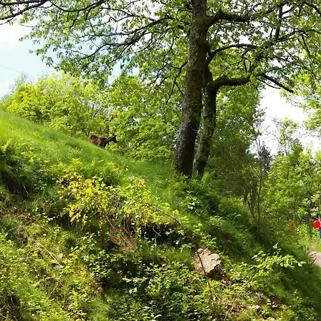 公寓 Holiday Rohrhardsberg