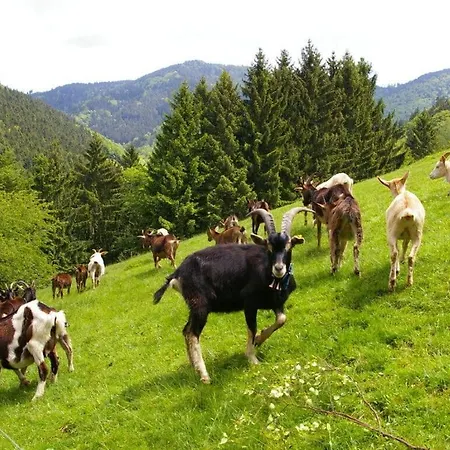 Holiday Rohrhardsberg 公寓 *